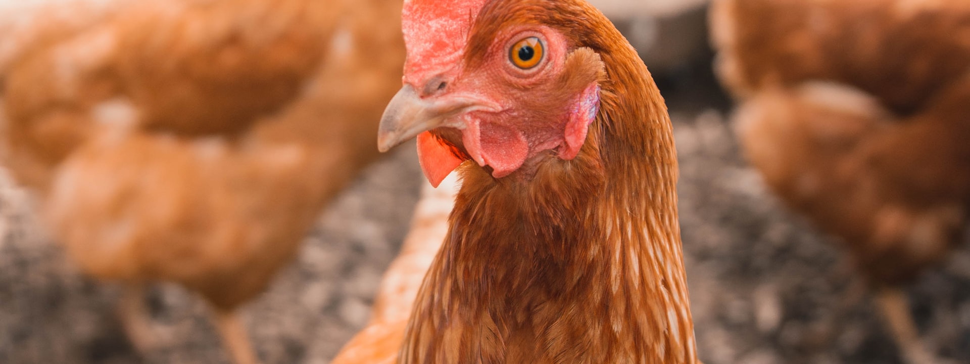 A backyard hen in the flock